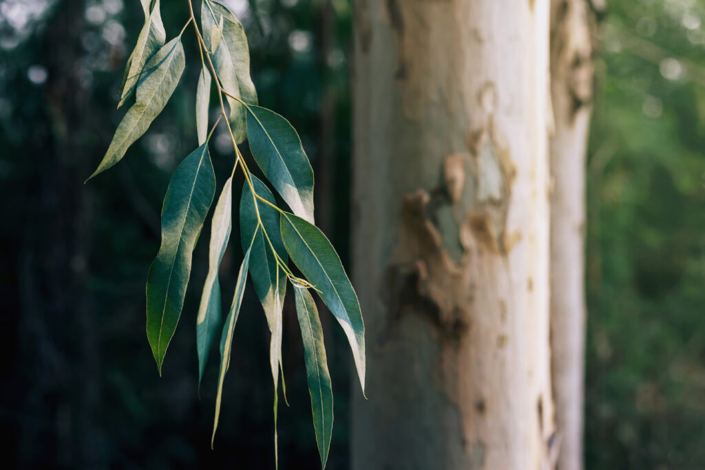 eucalyptus leaves, twig, eucalyptus trees